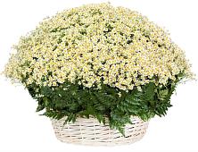 Цветочная композиция из Ромашки в корзине #REPLACE_PRED# Аскино